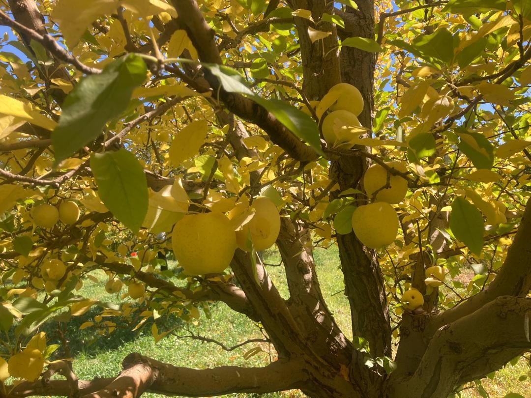 WhatsApp Image 2025-11-13 at 4.10.44 PM (1).jpeg